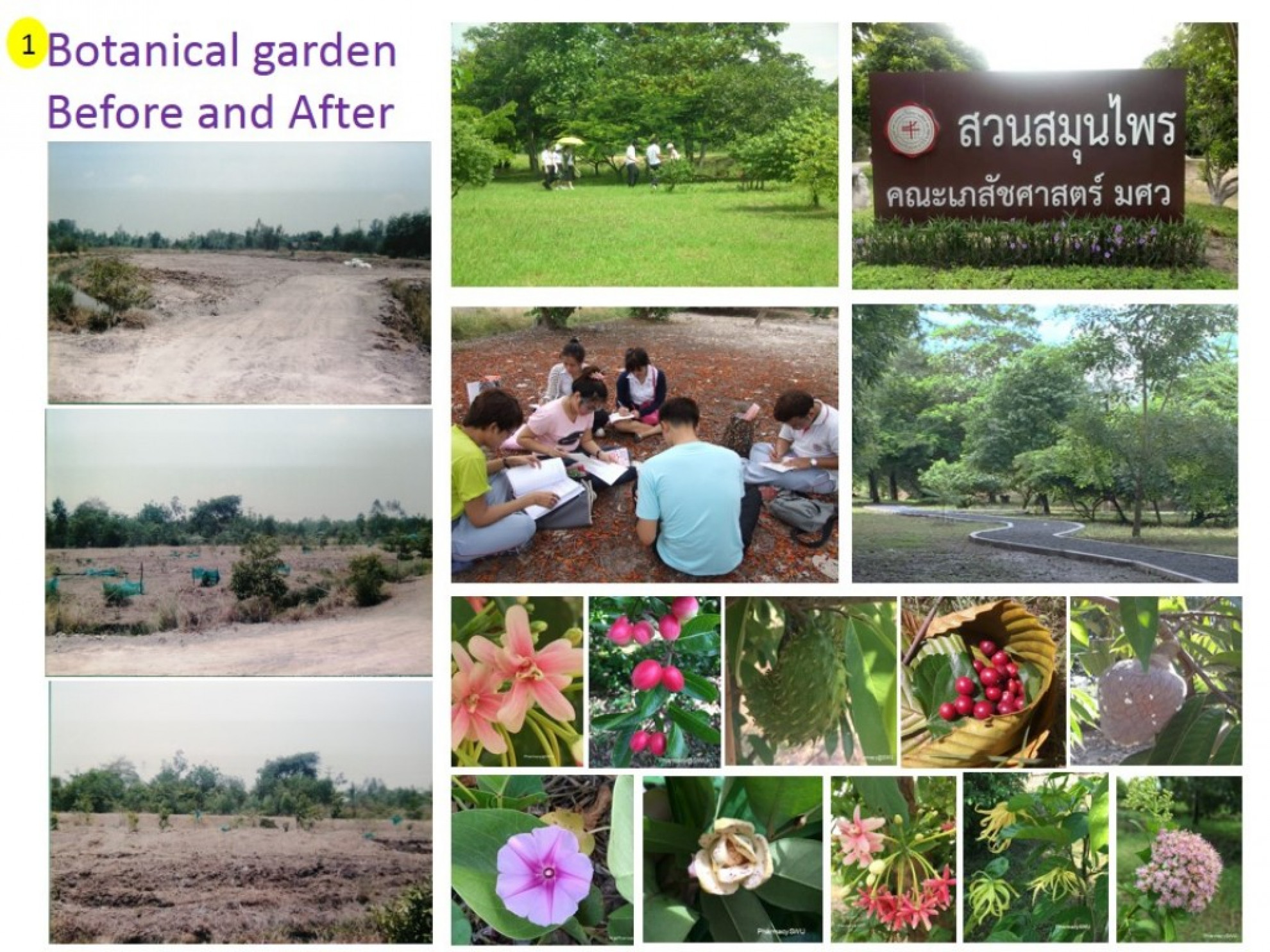 The botanical garden of Faculty of Pharmacy, Srinakharinwirot University