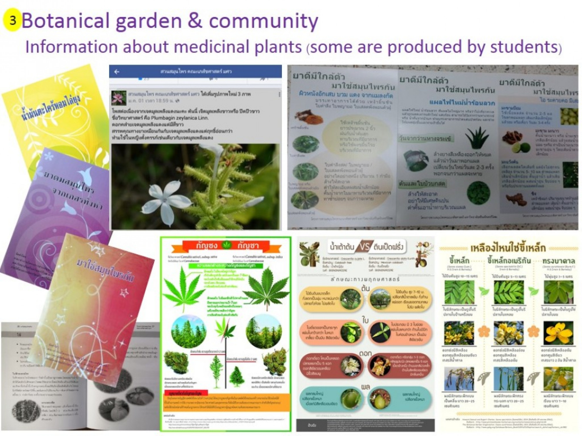 Information about medicinal plants (some are produced by students)