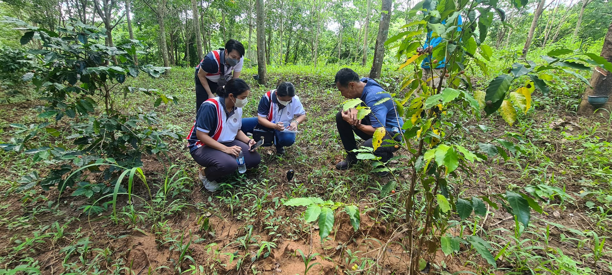 We provided knowledge on the post-harvest process to arabica coffee farmer in Loei Province, Thailand.